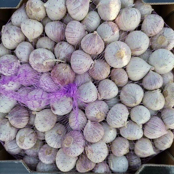 solo garlic in carton